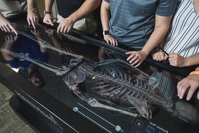 学生调查一个虚拟的骨架